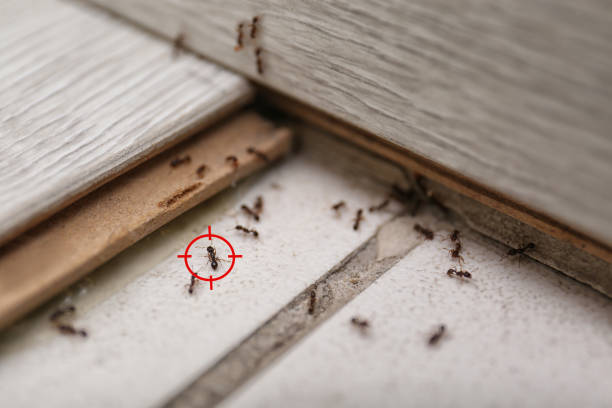 Best Residential Pest Control  in Macdonnell Heights, NY