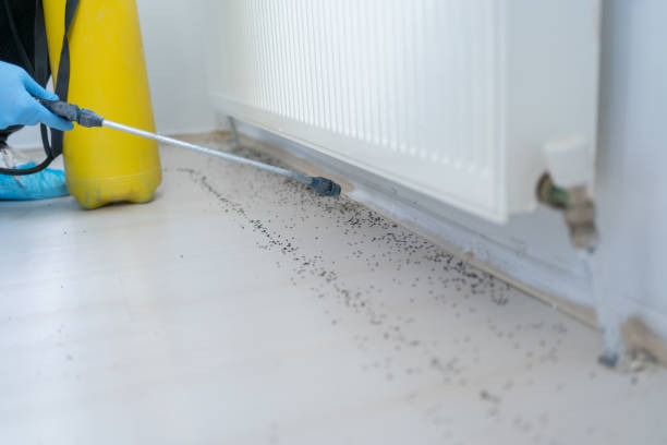 Best Affordable Pest Control Services  in Macdonnell Heights, NY